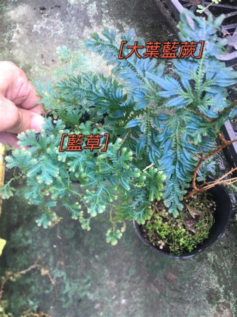 大葉藍蕨照顧